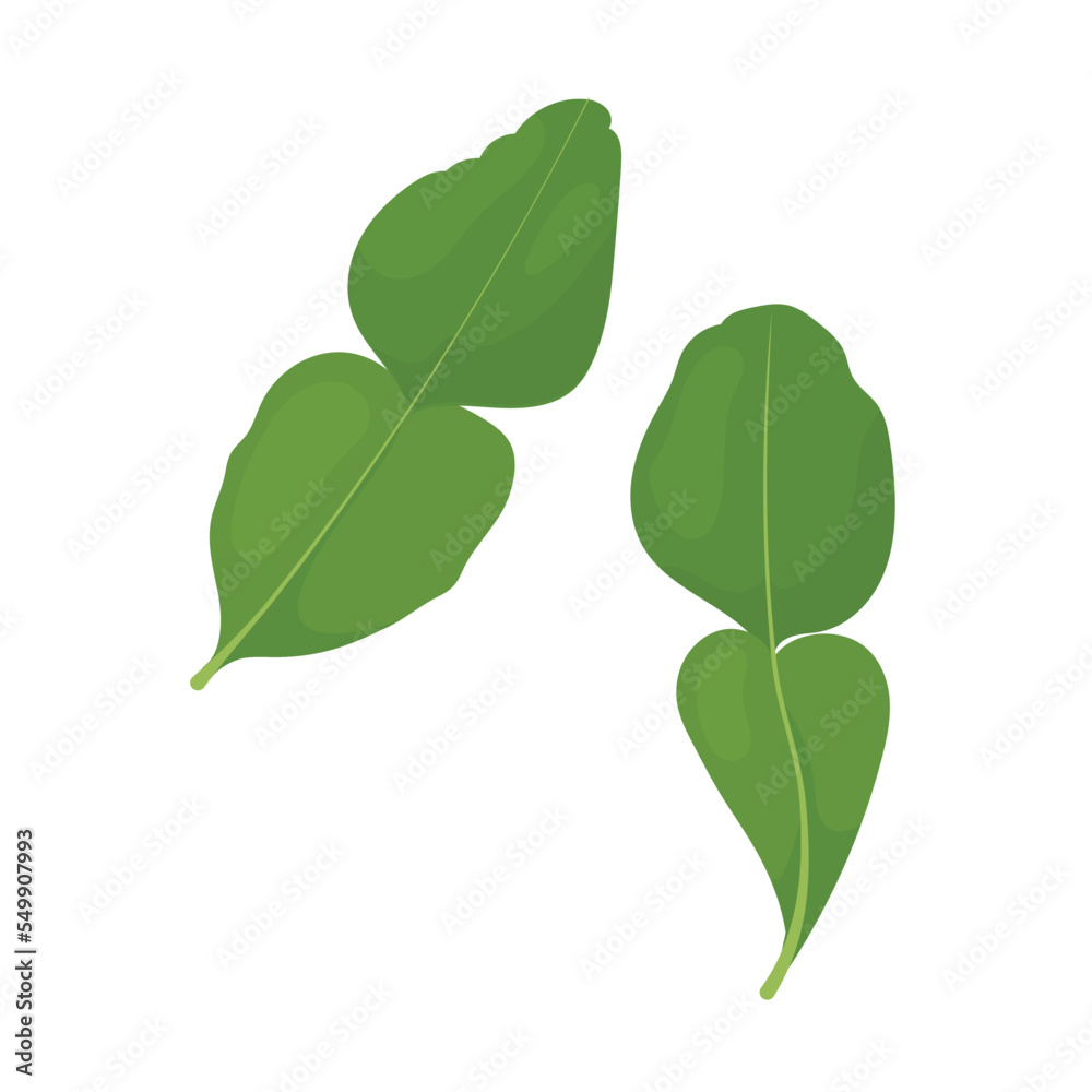 Two leaves of kaffir lime, seasoning for Asian cuisine. Two leaves of kaffir lime, seasoning for Asian cuisine.