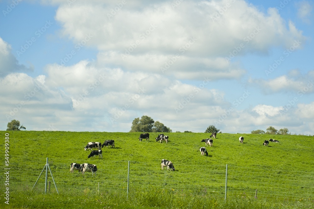 Idyllic landscape with cows in the meadow