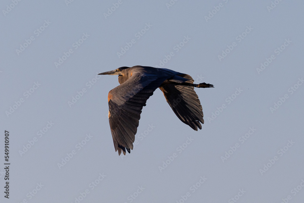 Fototapeta premium Great blue heron in beautiful light, seen in the wild in South Oregon