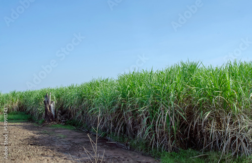 sugar cane field, sugarcane in the field growing with blue sky