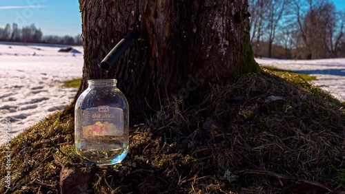 A tapped maple tree with sweet, natural syrup dripping into a glass jar - time lapse photo