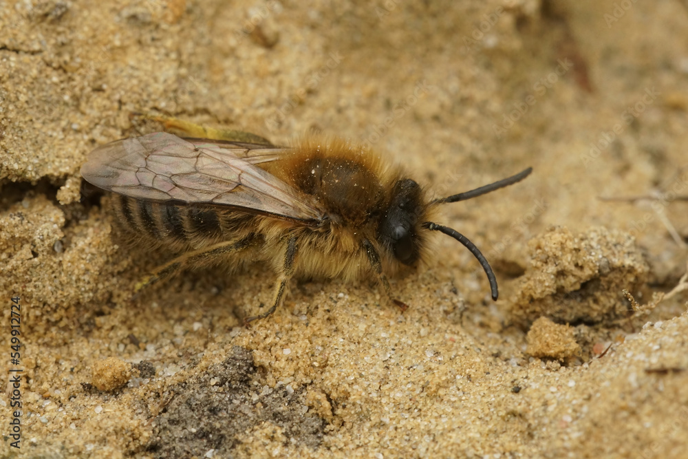 Closeup on a male Cellophane solitary bee, Colletes cunicularius sitting on the ground Closeup on a male Cellophane solitary bee, Colletes cunicularius sitting on the ground