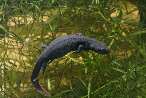 Closeup on an aquatic small Chinese firebellied newt, Cynops orientalis
