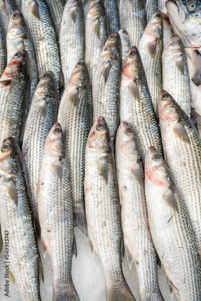 Freshly caught gray mullet. Fish market.