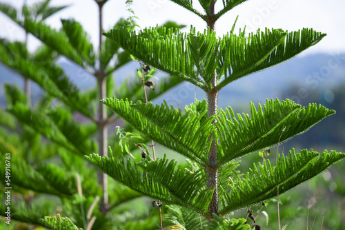 Close-up Norfolk Island pine (Araucaria heterophylla) green leaves and blue sky background. photo