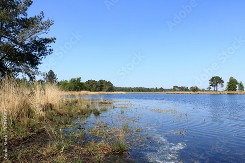 fen in the cross border park the Zoom and Kalmthout heath in Belgium, the Netherlands