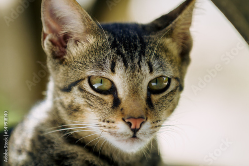 portrait of a cat © Komodo Studios 