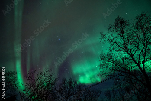 Fototapeta Naklejka Na Ścianę i Meble -  aurora over the forest