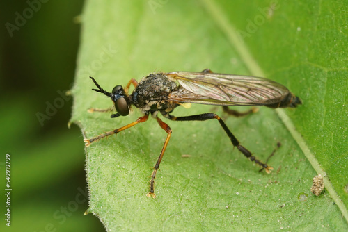 Closeup on the common red-legged robberfly, Dioctria rufipes, sitting on a green leaf