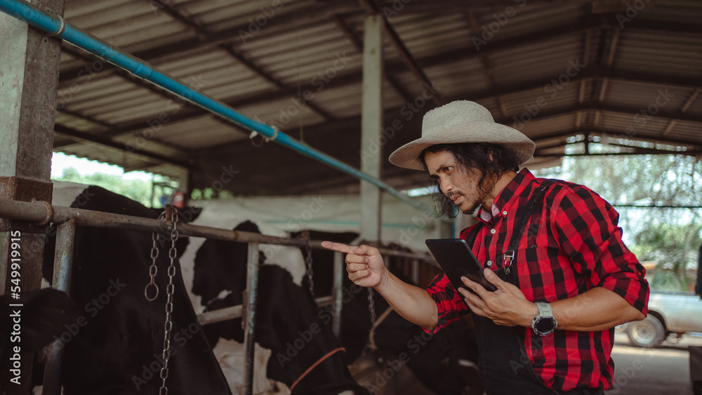 Fototapeta premium male farmer using tablet for checking on his livestock and quality of milk in the dairy farm .Agriculture industry, farming and animal husbandry concept ,Cow on dairy farm eating hay,Cowshed.