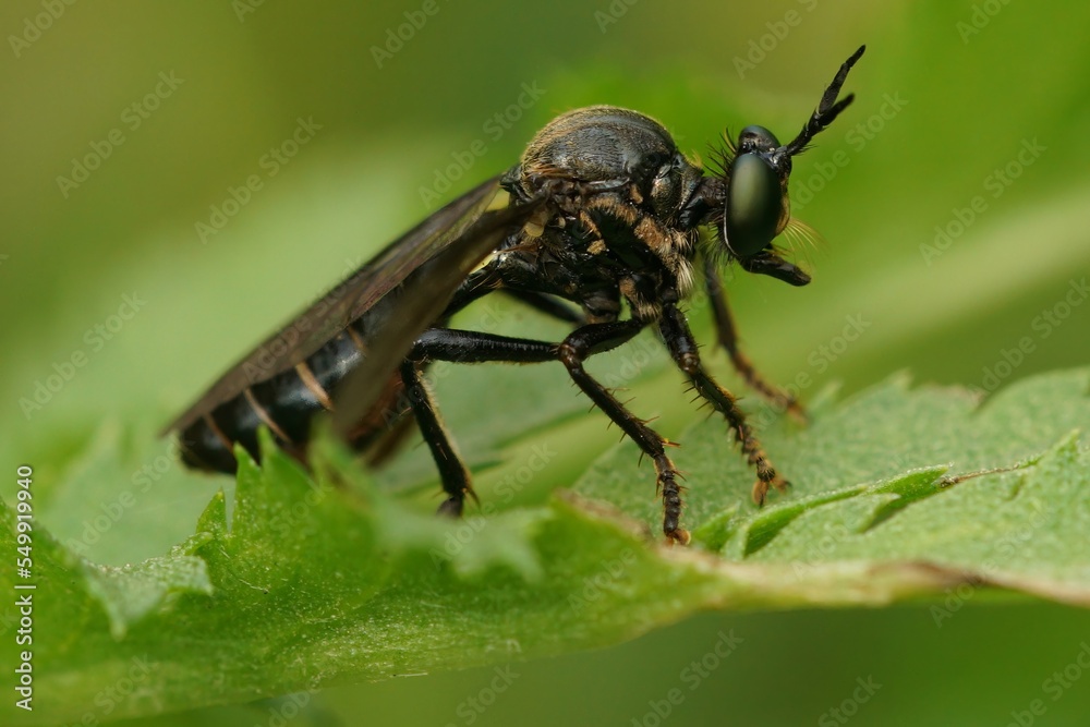 Closeup on a violet black-legged robber fly, Dioctria atricapilla sitting on a green leaf Closeup on a violet black-legged robber fly, Dioctria atricapilla sitting on a green leaf