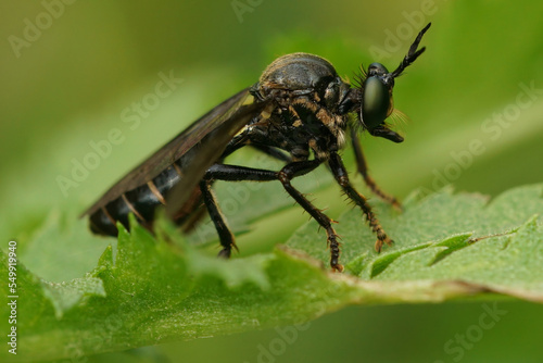 Closeup on a violet black-legged robber fly, Dioctria atricapilla sitting on a green leaf © Henk