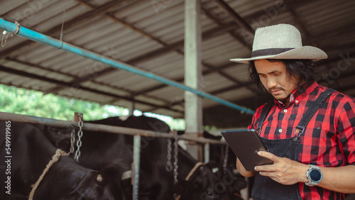 male farmer using tablet for checking on his livestock and quality of milk in the dairy farm .Agriculture industry, farming and animal husbandry concept ,Cow on dairy farm eating hay,Cowshed.