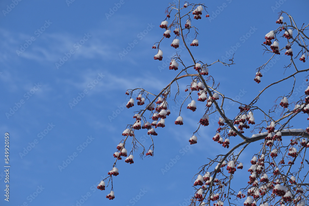 A snow-covered branch of mountain ash with icy berries on a winter day A snow-covered branch of mountain ash with icy berries on a winter day