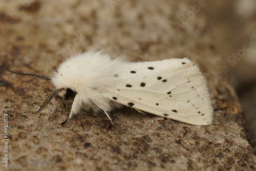 Closeup on the white ermine tussock moth, sitting on wood photo