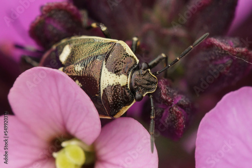 Closeup on a Rape shieldbug , Eurydema oleracea , sitting on a purple flower photo