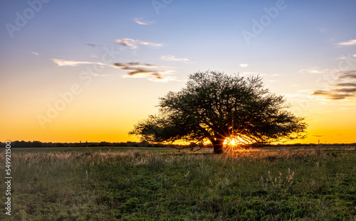 Calden at sunset, typical tree of La Pampa region in Argentina - Prosopis Caldenia photo