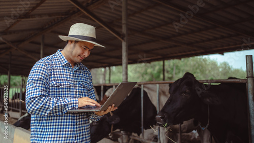  male farmer using laptop checking on his livestock and quality of milk in the dairy farm .Agriculture industry, farming and animal husbandry concept ,Cow on dairy farm eating hay,Cowshed.