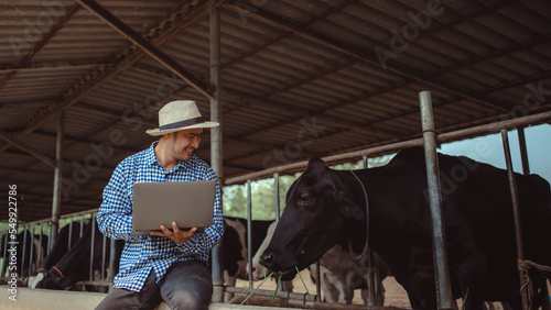  male farmer using laptop checking on his livestock and quality of milk in the dairy farm .Agriculture industry, farming and animal husbandry concept ,Cow on dairy farm eating hay,Cowshed. © tuiphotoengineer