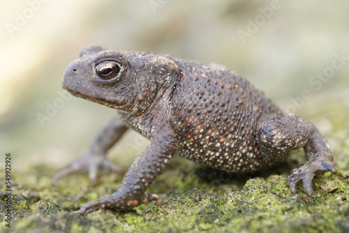 Closeup on a juvenile European common toad  Bufo bufo sitting in the garden