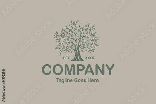 Illustration vector graphic of old olive tree. Good for logo