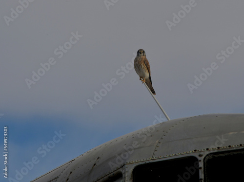 A small hawk sitting on top of a airplane. photo