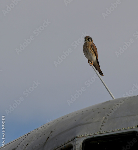 A small hawk sitting on top of a airplane. photo