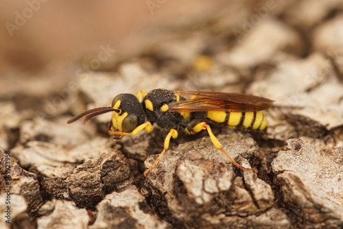 Closeup shot of a bee-killing ornate tailed digger wasp, Cerceris rybyensis