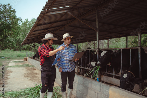 two male farmer checking on his livestock and quality of milk in the dairy farm .Agriculture industry, farming and animal husbandry concept ,Cow on dairy farm eating hay,Cowshed. © tuiphotoengineer