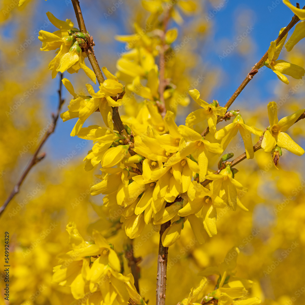 Blühende Forsythien, Forsythia, im Frühling
