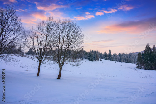 trees on the snow covered meadow. beautiful winter scenery in carpathian mountains at dusk