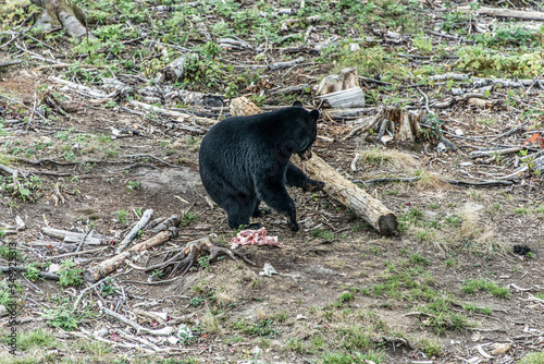 Wild Black Bear walks in forests of Acadieville National Park, New Brunswick Kouchibouguac River Canada photo