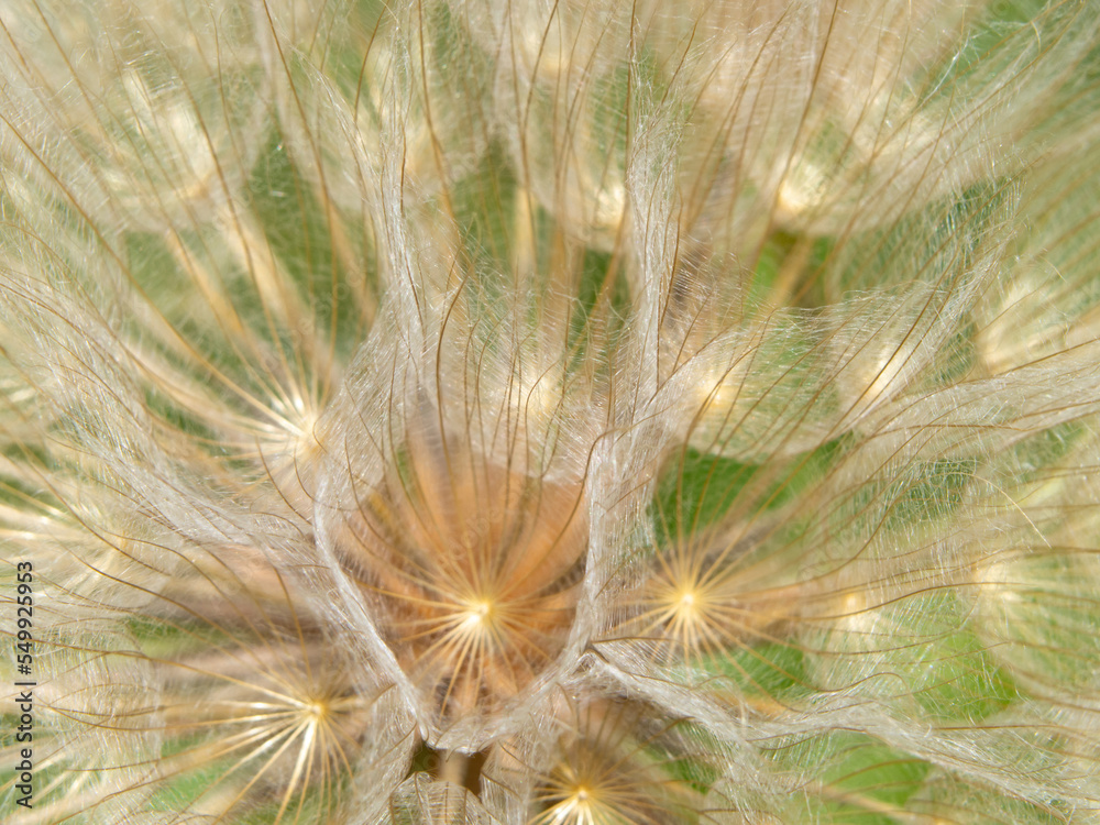 Obraz premium Abstract natural dandelion flower macro background, soft focus. Abstract macro photo of dandelion seeds