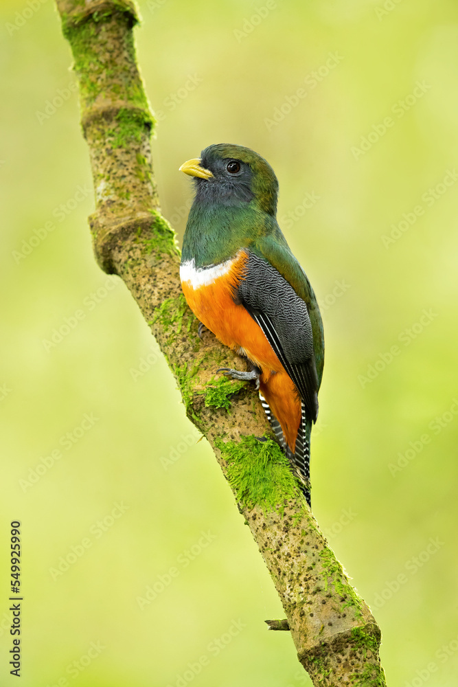 Collared trogon (Trogon collaris) is a near passerine bird in family Trogonidae, the quetzals and trogons. It is found in Mexico, throughout Central America, and in northern South America Collared trogon (Trogon collaris) is a near passerine bird in family Trogonidae, the quetzals and trogons. It is found in Mexico, throughout Central America, and in northern South America