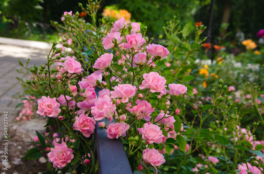 small pink roses grow on the lawn, garden decoration
