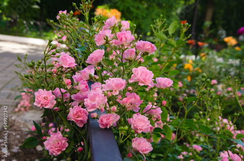 small pink roses grow on the lawn, garden decoration © Helena