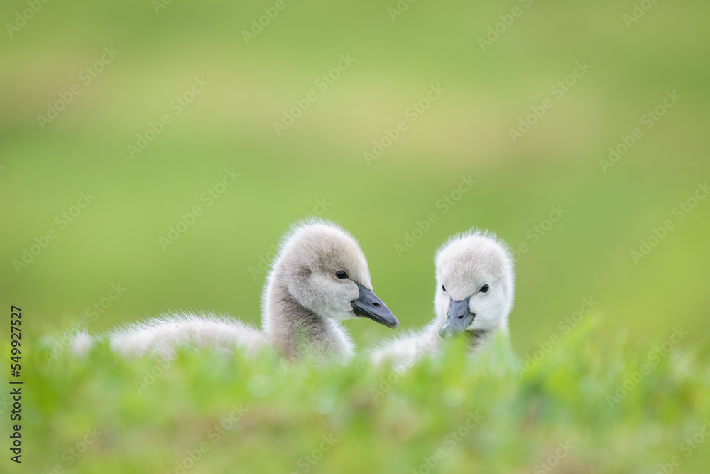 Two black swan cygnets resting among long grass with nature green meadow background. Two black swan cygnets resting among long grass with nature green meadow background.