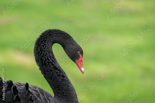 An elegant black swan with nature green meadow background.