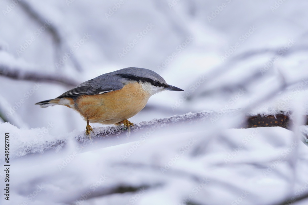 Winter scene with a nuthatch. Songbird sitting on the branch. Sitta europaea Winter scene with a nuthatch. Songbird sitting on the branch. Sitta europaea