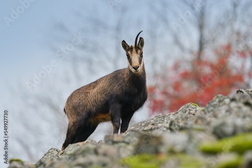 wildlife scene with a chamois. Autumn scene with a horn animal. Chamois with a brocken horn standing on the stone hill.