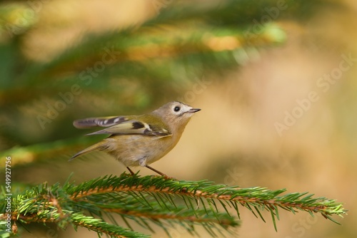 A cute goldcrest sitting on the spruce twig. Regulus regulus. European smallest songbird in the nature habitat.  Portrait of a bird with crest.  photo