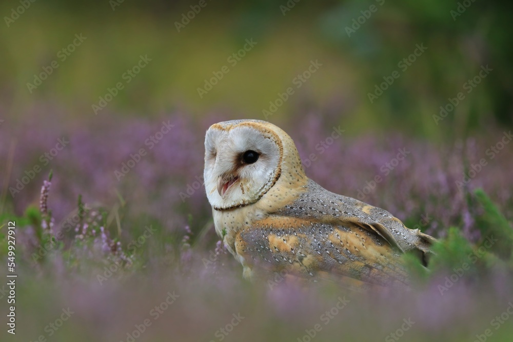 Obraz premium Magnificent Barn Owl sitting on the blooming meadow(Tyto alba) . Western barn owl in the nature habitat.
