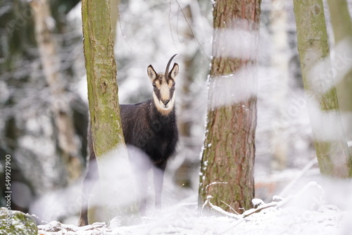 chamois with broken one horn in winter forest. Winter scene with horn animal. Rupicapra rupicapra. Animal from Alp.