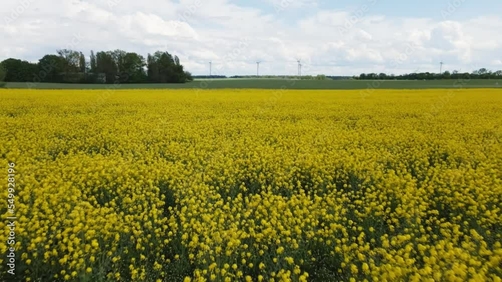 Reversing drone rapefield with wind turbines in a distance. Reversing drone rapefield with wind turbines in a distance.