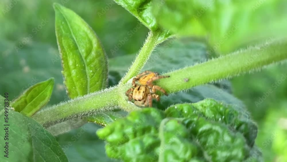 Spider Perched On Stem Of Green Plant. Close Up View Spider Perched On Stem Of Green Plant. Close Up View