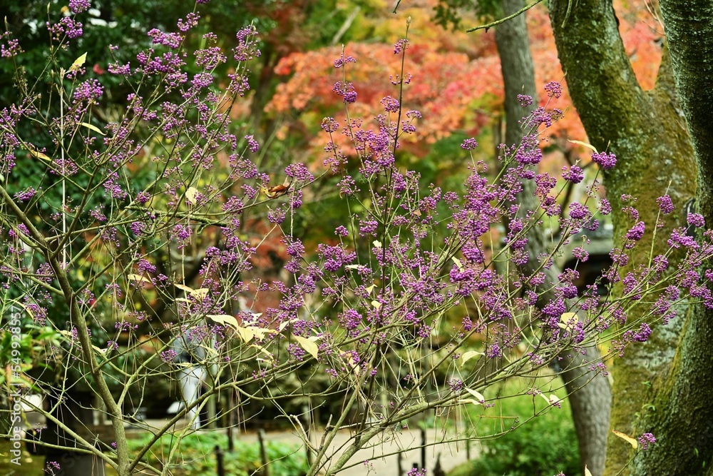 Japanese beautyberry berries. Flowers bloom in early summer and berries ripen purple in autumn. Japanese beautyberry berries. Flowers bloom in early summer and berries ripen purple in autumn.