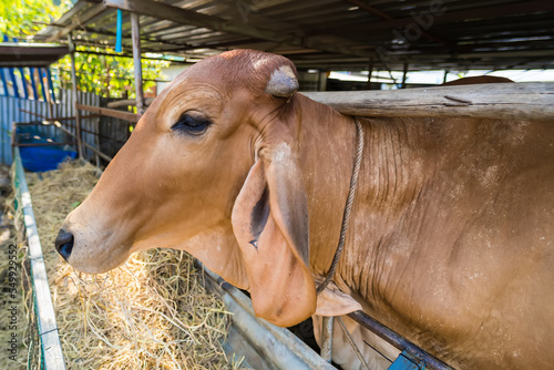 Thailand cows in cowshed on dairy farm in countryside of Thailand.