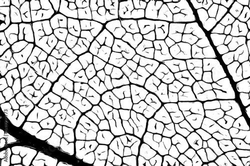 Beautiful piece of leaf with visible veins, primary and secondary veins and laminar structure in black and white colors