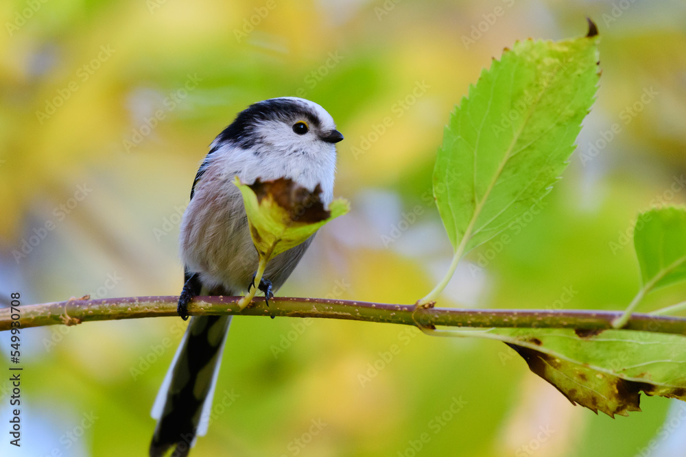 Obraz premium long tailed tit in natural habitat aegithalos caudatus