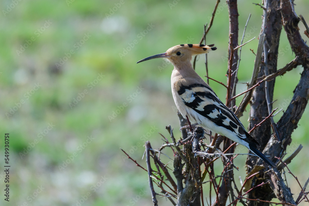 Hoopoe Upupa epops, in the wild Hoopoe Upupa epops, in the wild